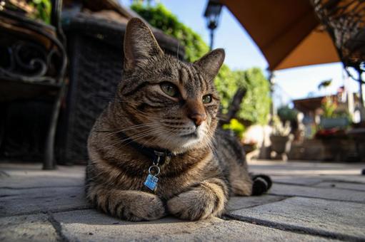 自然の中でくつろぐ猫の姿 自然の中でくつろぐ猫の姿の写真