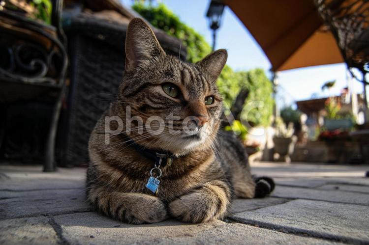 自然の中でくつろぐ猫の姿 猫,動物,ペットの写真素材