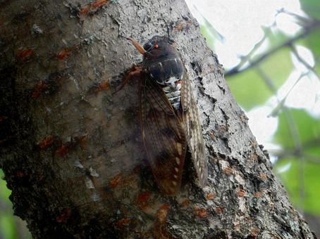 【昆虫写真】アブラゼミ(油蝉) 【昆虫写真】アブラゼミ(油蝉)の写真