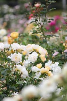 Rose Garden, JPG Rose Garden, JPG