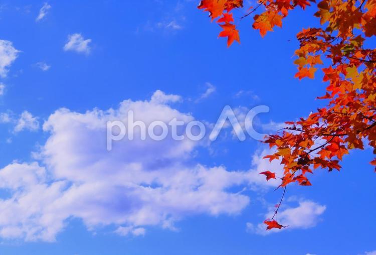 紅葉　秋のイメージ 秋,秋のイメージ,公園の写真素材