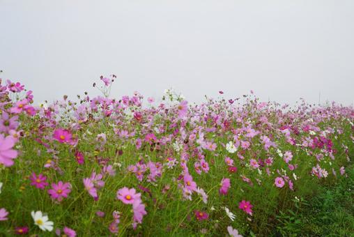 コスモスの花 コスモス,秋,花の写真素材