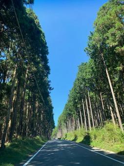 並木道 並木道の写真