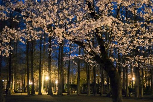 別所沼公園の夜桜 別所沼公園の夜桜の写真