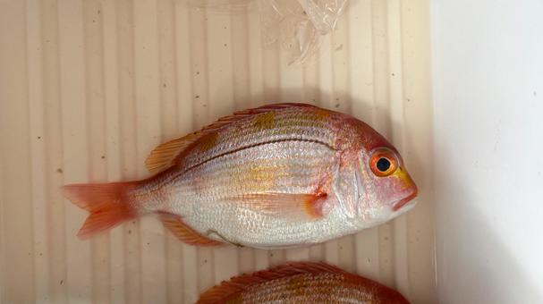Freshly caught red sea bream, JPG Freshly caught red sea bream, JPG