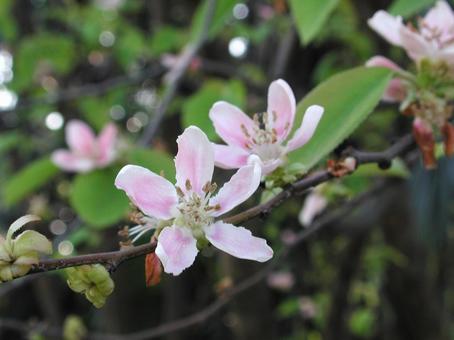 カリン・花梨 カリン,マクロ,花木の写真素材