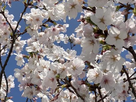 青空と桜05 青空と桜05の写真