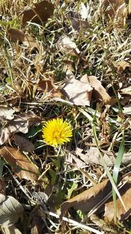 Photo, spring, dandelion, winter, 