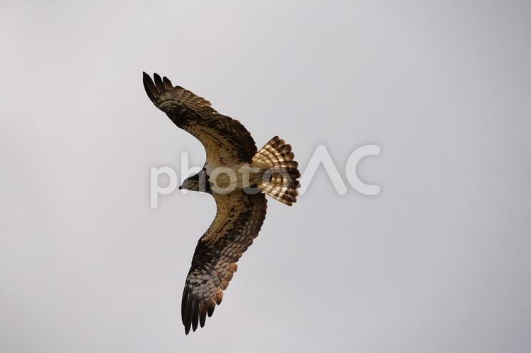 大空を舞うミサゴ ミサゴ,鶚,雎鳩の写真素材