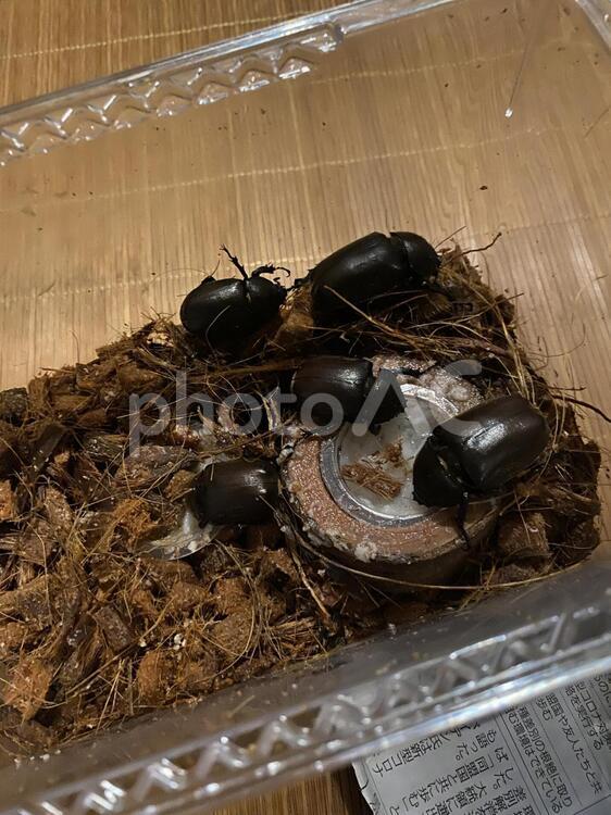 餌に群がるカブトムシ「雌」 フード,木材,何人もありませんの写真素材