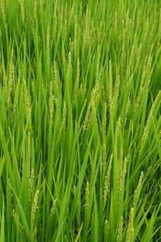 稲の出穂と稲の花05 稲の出穂と稲の花05の写真
