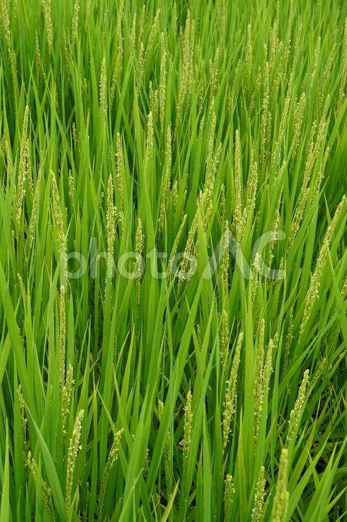 稲の出穂と稲の花05 稲,稲穂,田んぼの写真素材