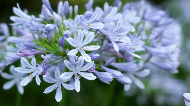 Agapanthus-187, JPG