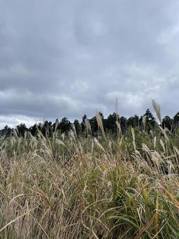 ススキの高原の写真