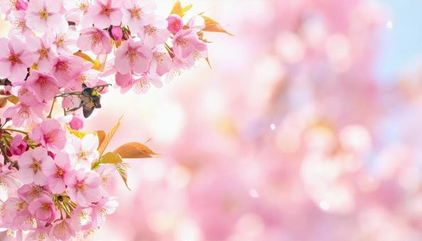 桜の花の背景・テキストスペース 桜の花の背景・テキストスペースの写真