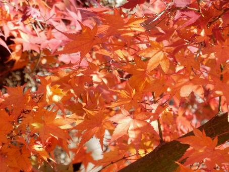 【紅葉写真】美しい紅葉風景 モミジ,紅葉,晩秋の写真素材
