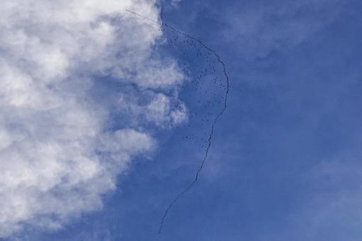 <素材>上空を飛ぶ渡り鳥の弓型の編隊飛行 <素材>上空を飛ぶ渡り鳥の弓型の編隊飛行 鳥,渡り鳥,野鳥の写真素材