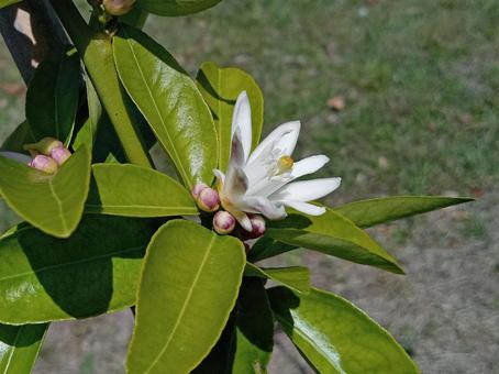 レモンの花 レモンの花 レモンの花,レモン,柑橘の写真素材