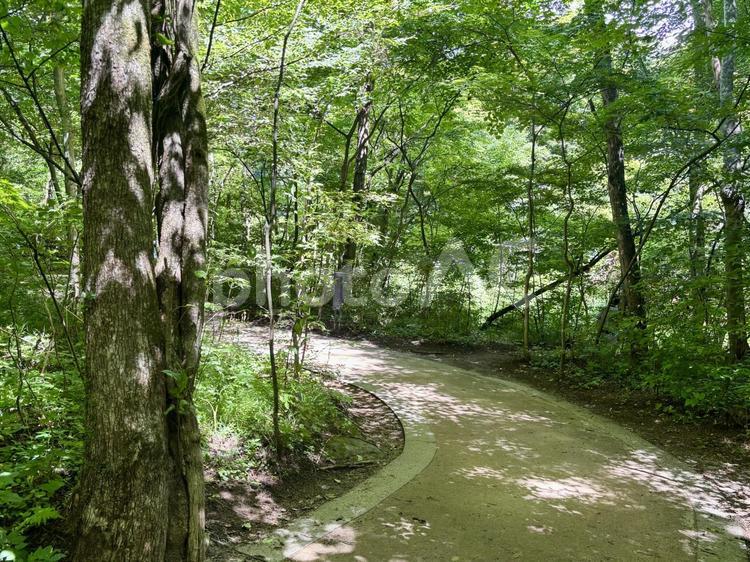 森の小道 森林浴,ハイキング,自然の写真素材