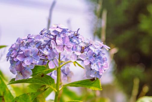 アジサイの花7 アジサイ,紫陽花,花の写真素材