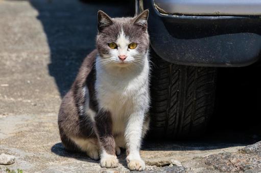 旅先で出会った野良猫さんです。 旅先で出会った野良猫さんです。 猫,野良猫,地域猫の写真素材