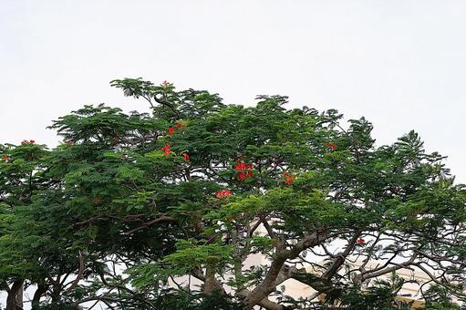 Photo, গুয়াম, নন্দনকানন, অবলম্বন, 