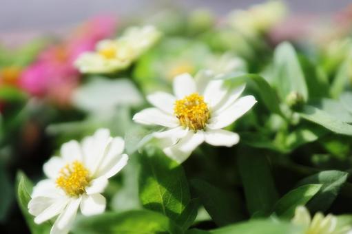 White Zinnia, JPG