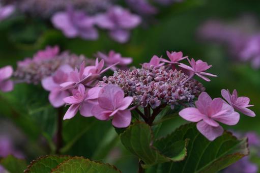 ガクアジサイ ガクアジサイ,アジサイ,花の写真素材