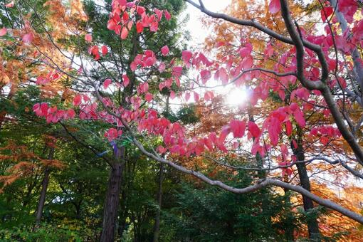 ハナミズキの紅葉 秋,紅葉,黄色の写真素材