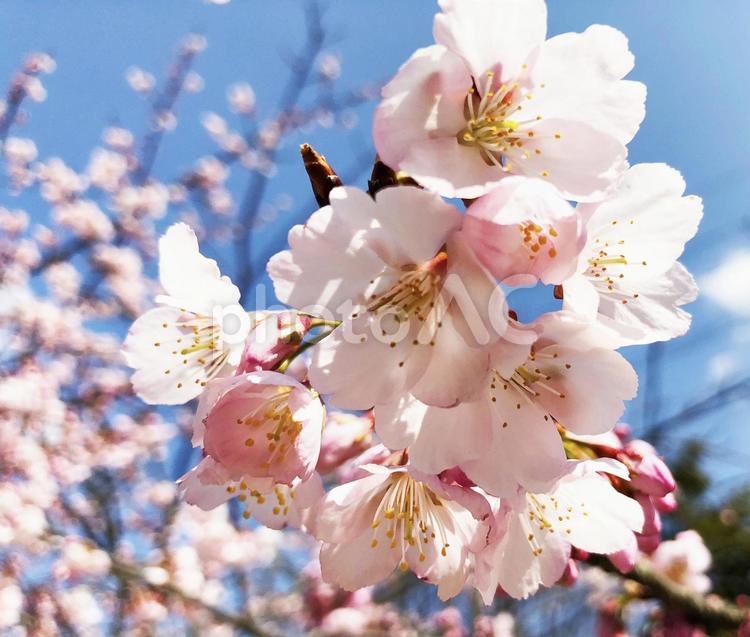 さくら咲く03 桜,青空,ピンクの写真素材