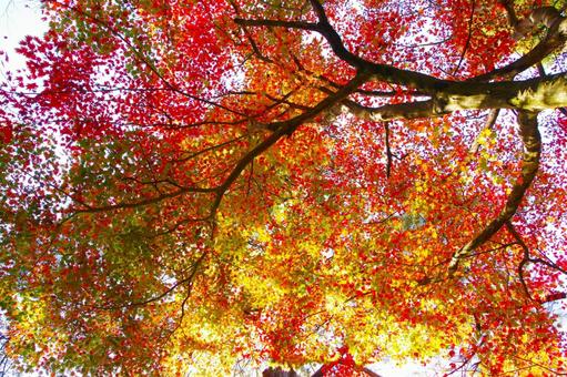 紅葉 紅葉の写真