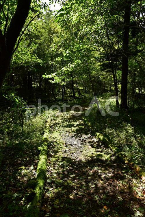 木洩れ日射す森林 森林,木漏れ日,木洩れ日の写真素材