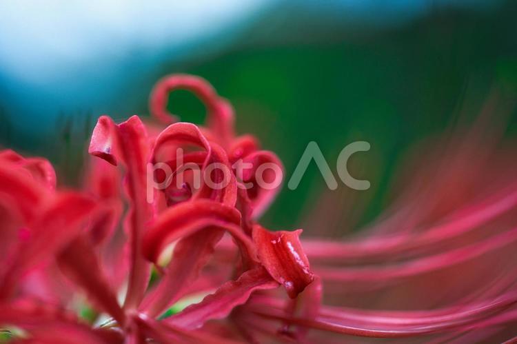 お彼岸に赤色に染める曼殊沙華 ヒガンバナ,自然,秋の風景の写真素材