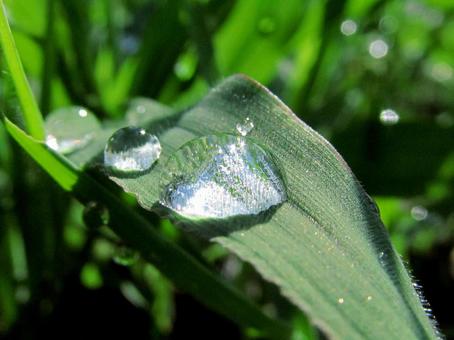 水滴と朝の光Water drops 水滴と朝の光Water dropsの写真