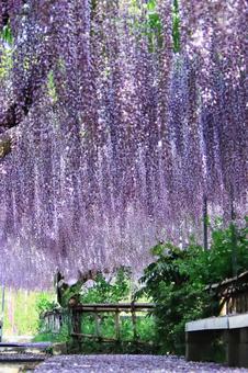 春や藤の花のイメージ 春や藤の花のイメージ 春,藤,花の写真素材