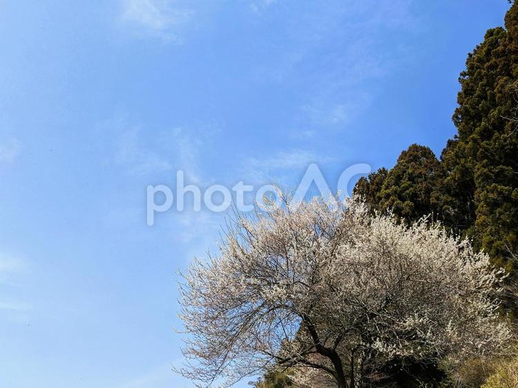 ３月の梅と青空の風景 青空,梅,花の写真素材