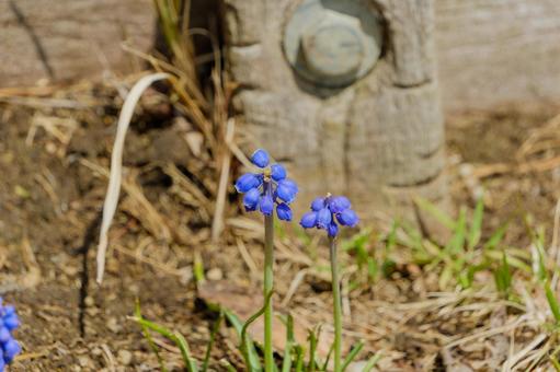 春の陽射しに映えるムスカリの花 春の陽射しに映えるムスカリの花の写真