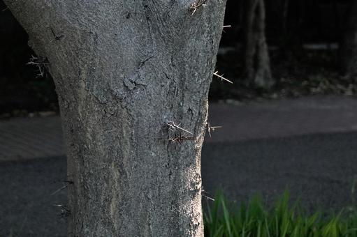 サイカチのとげ サイカチのとげの写真