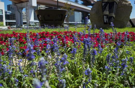 花壇に植わった紫と赤の花 花壇に植わった紫と赤の花の写真