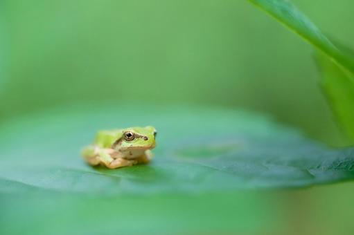 ちょこんと可愛い葉の上の一匹のアマガエル アマガエル,ニホンアマガエル,蛙の写真素材