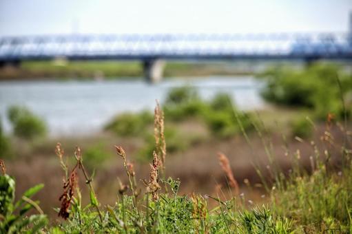 川沿いの初夏 川沿いの初夏の写真