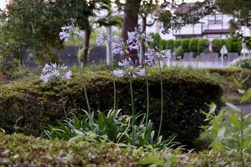 公園に咲くアガパンサスの花 公園に咲くアガパンサスの花 アガパンサス,植物,夏の花の写真素材