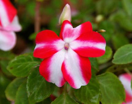アフリカホウセンカ アフリカホウセンカ,アフリカ鳳仙花,インパチェンスの写真素材