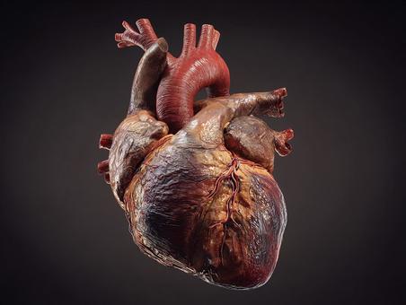 リアルな人体心臓の3Dレンダリング リアルな人体心臓の3Dレンダリングの写真