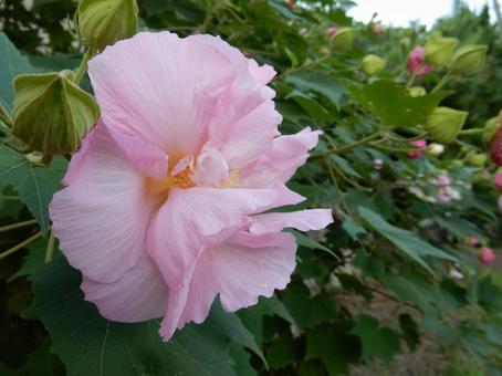 【花の写真】スイフヨウの花 【花の写真】スイフヨウの花の写真