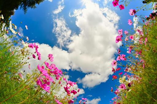 秋のアニメのような鮮やかなコスモス畑 コスモス,アニメ,壁紙の写真素材