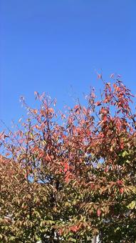 11月の桜 桜の木,晴れ,植物の写真素材