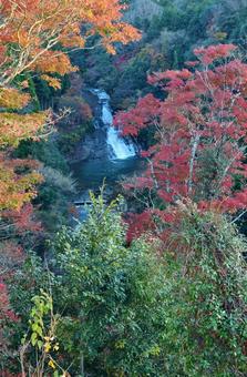 ＜千葉県＞粟又の滝（養老渓谷） 粟又の滝,養老渓谷,秋の写真素材
