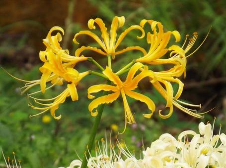 [Photo of cluster amaryllis] Scenery of cluster amaryllis blooming, JPG