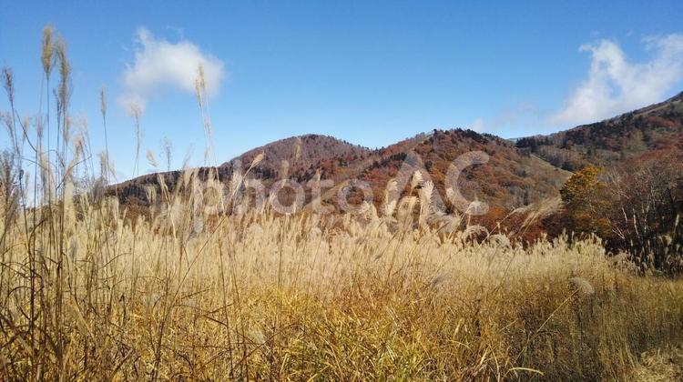 ススキと秋の山 紅葉,秋,山の写真素材
